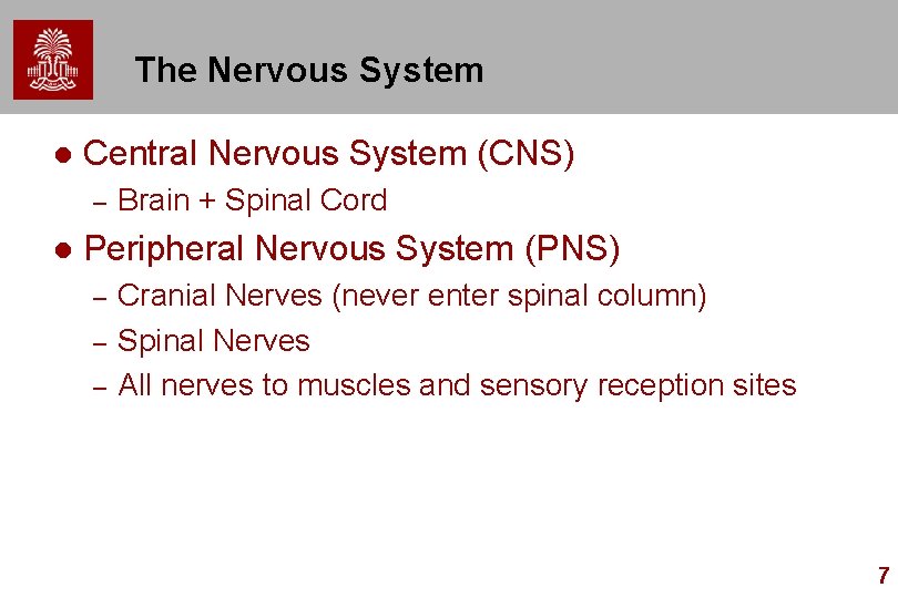 The Nervous System l Central Nervous System (CNS) – l Brain + Spinal Cord