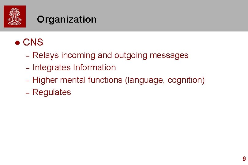 Organization l CNS – – Relays incoming and outgoing messages Integrates Information Higher mental