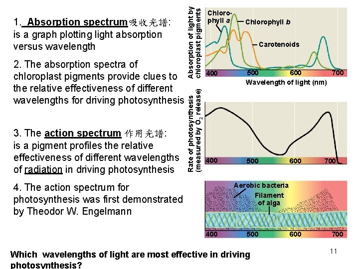 3. The action spectrum 作用光譜: is a pigment profiles the relative effectiveness of different