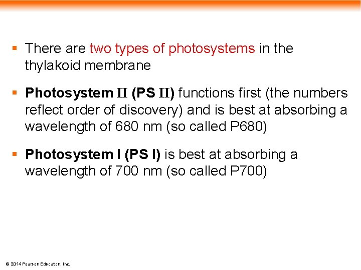§ There are two types of photosystems in the thylakoid membrane § Photosystem II