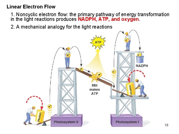 Linear Electron Flow 1. Noncyclic electron flow: the primary pathway of energy transformation in