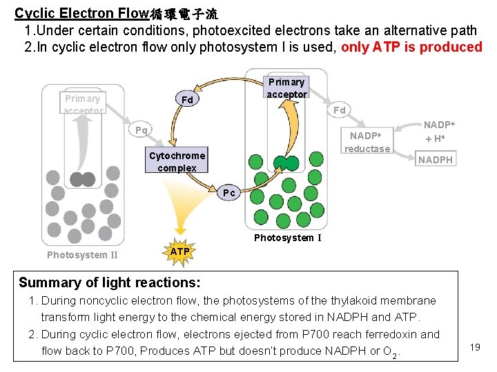 Cyclic Electron Flow循環電子流 1. Under certain conditions, photoexcited electrons take an alternative path 2.