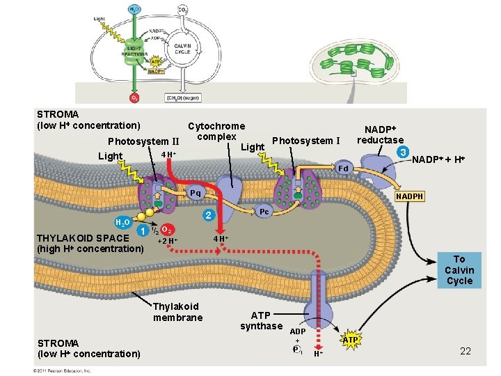 STROMA (low H concentration) Cytochrome complex Photosystem II Light 4 H+ Light NADP reductase