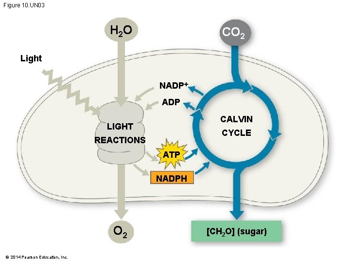 Figure 10. UN 03 H 2 O CO 2 Light NADP CALVIN LIGHT CYCLE