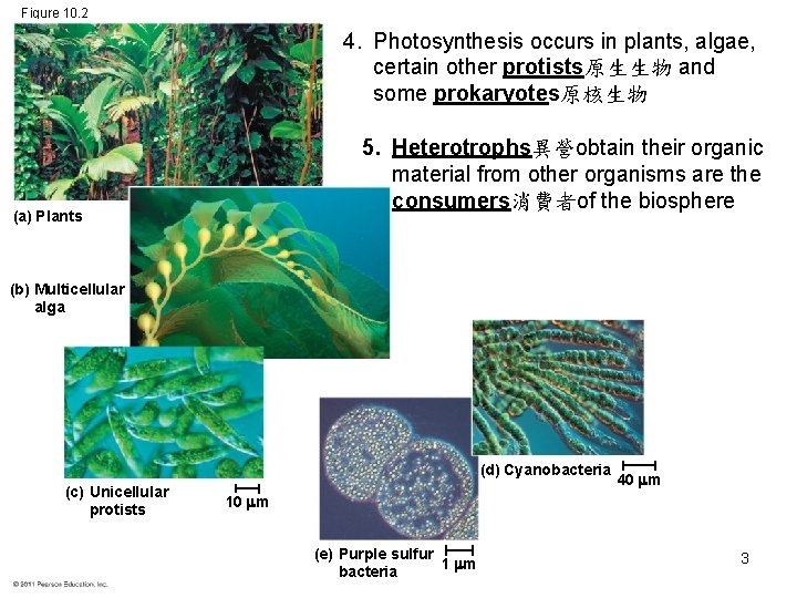 Figure 10. 2 4. Photosynthesis occurs in plants, algae, certain other protists原生生物 and some