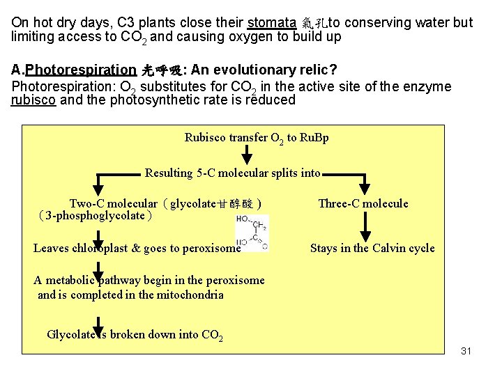 On hot dry days, C 3 plants close their stomata 氣孔to conserving water but