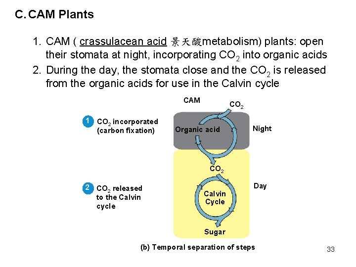 C. CAM Plants 1. CAM ( crassulacean acid 景天酸metabolism) plants: open their stomata at