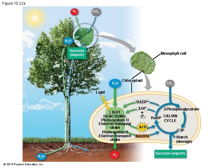 Figure 10. 22 a O 2 CO 2 H 2 O Sucrose (export) Mesophyll