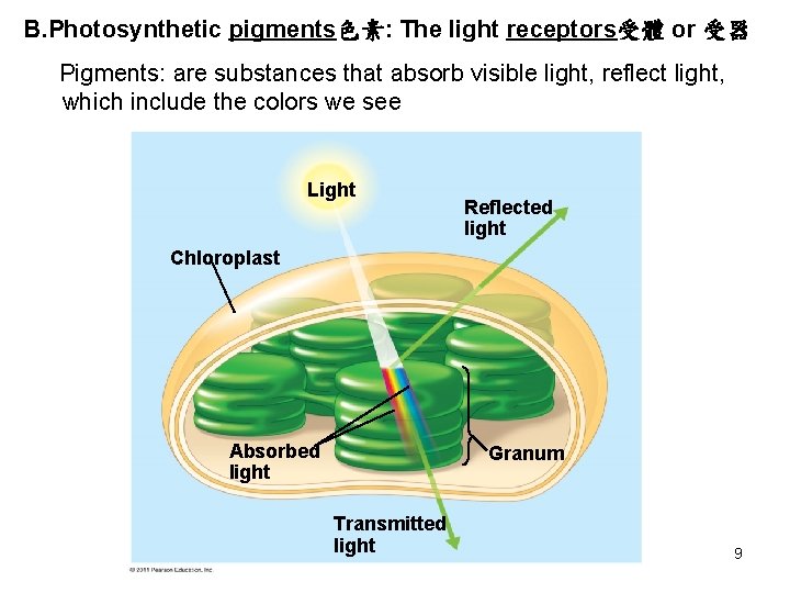 B. Photosynthetic pigments色素: The light receptors受體 or 受器 Pigments: are substances that absorb visible