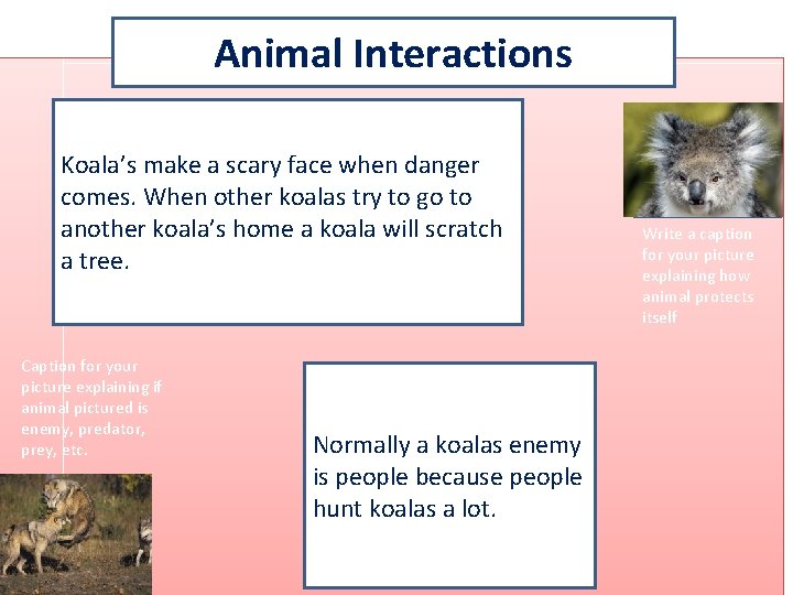 Animal Interactions Koala’s make a scary face when danger comes. When other koalas try