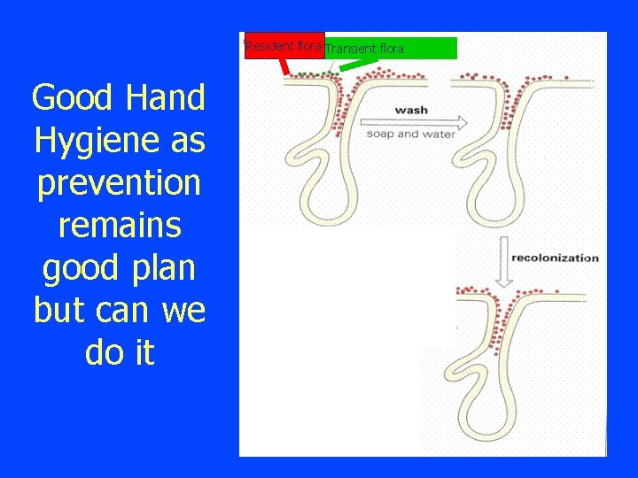 Resident flora Transient flora Good Hand Hygiene as prevention remains good plan but can