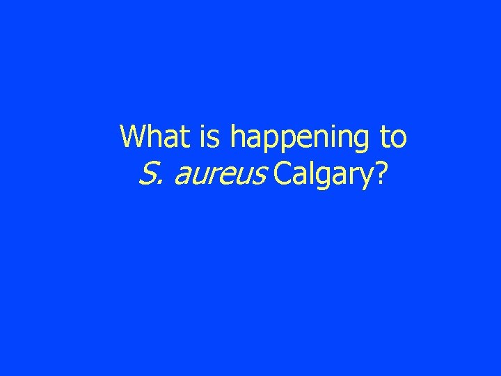 What is happening to S. aureus Calgary? 