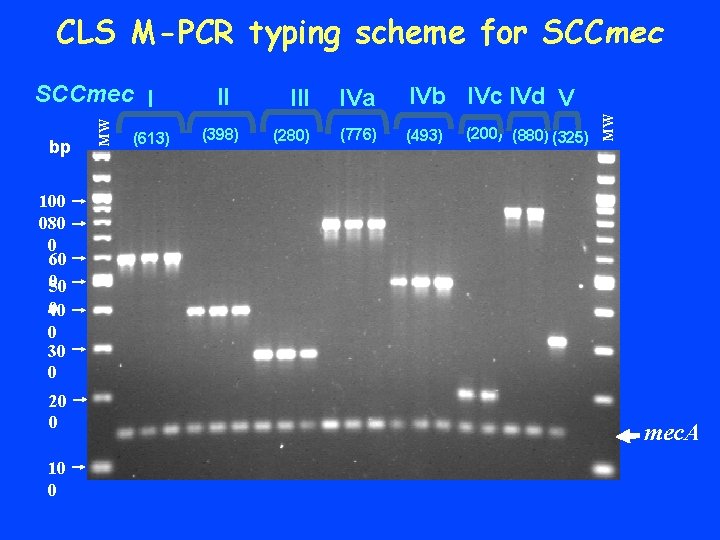 bp MW SCCmec I (613) II (398) III IVa IVb IVc IVd V (280)