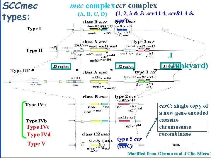 SCCmec types: mec complex ccr complex (A, B, C, D) (1, 2, 3 &