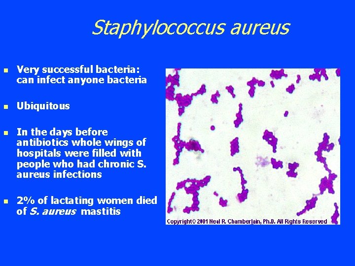 Staphylococcus aureus n n Very successful bacteria: can infect anyone bacteria Ubiquitous In the