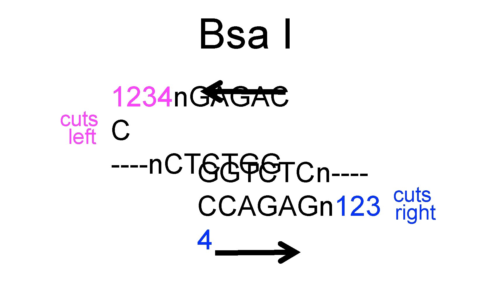 Bsa I cuts left 1234 n. GAGAC C ----n. CTCTGG GGTCTCn---CCAGAGn 123 4 cuts