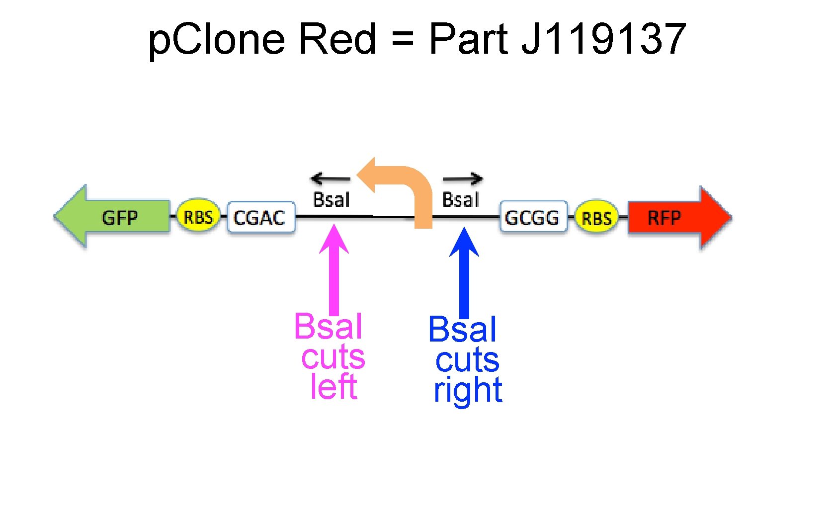 p. Clone Red = Part J 119137 Bsa. I cuts left Bsa. I cuts