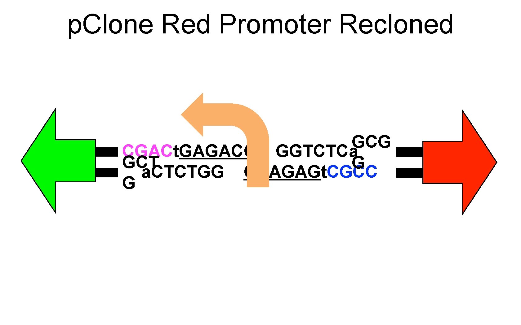 p. Clone Red Promoter Recloned GCG CGACt. GAGACC GGTCTCa GCT G a. CTCTGG CCAGAGt.