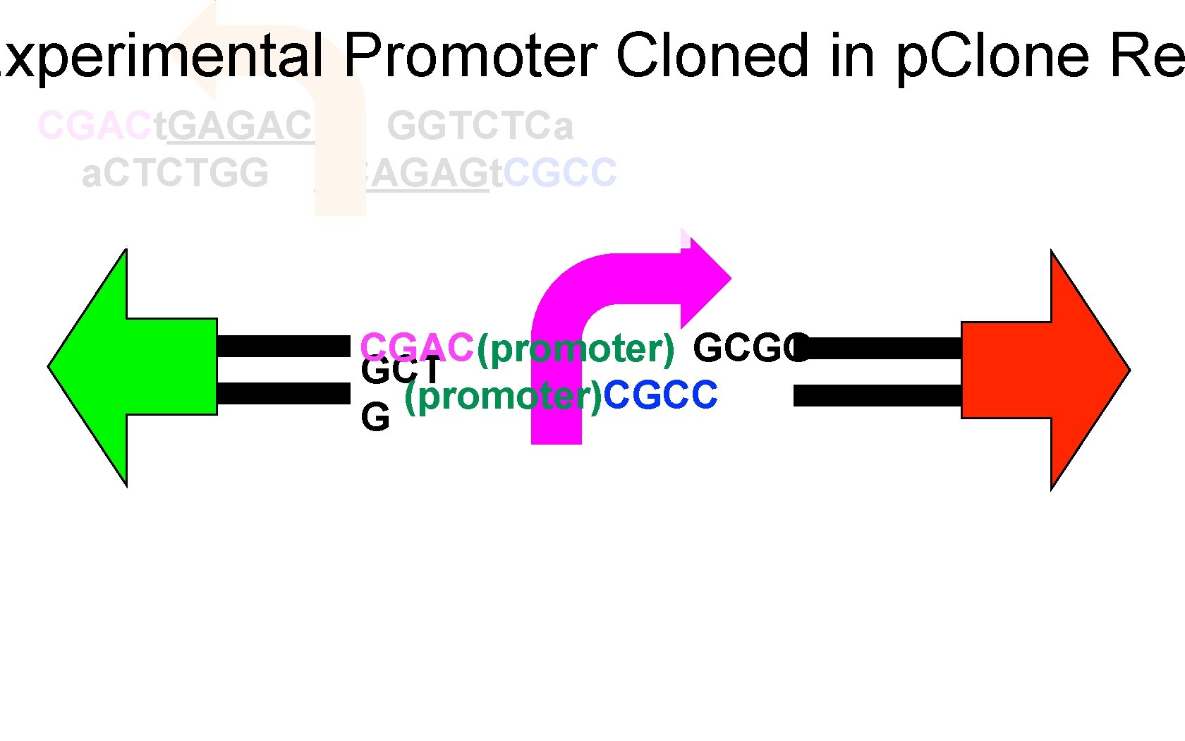 Experimental Promoter Cloned in p. Clone Re CGACt. GAGACC GGTCTCa a. CTCTGG CCAGAGt. CGCC