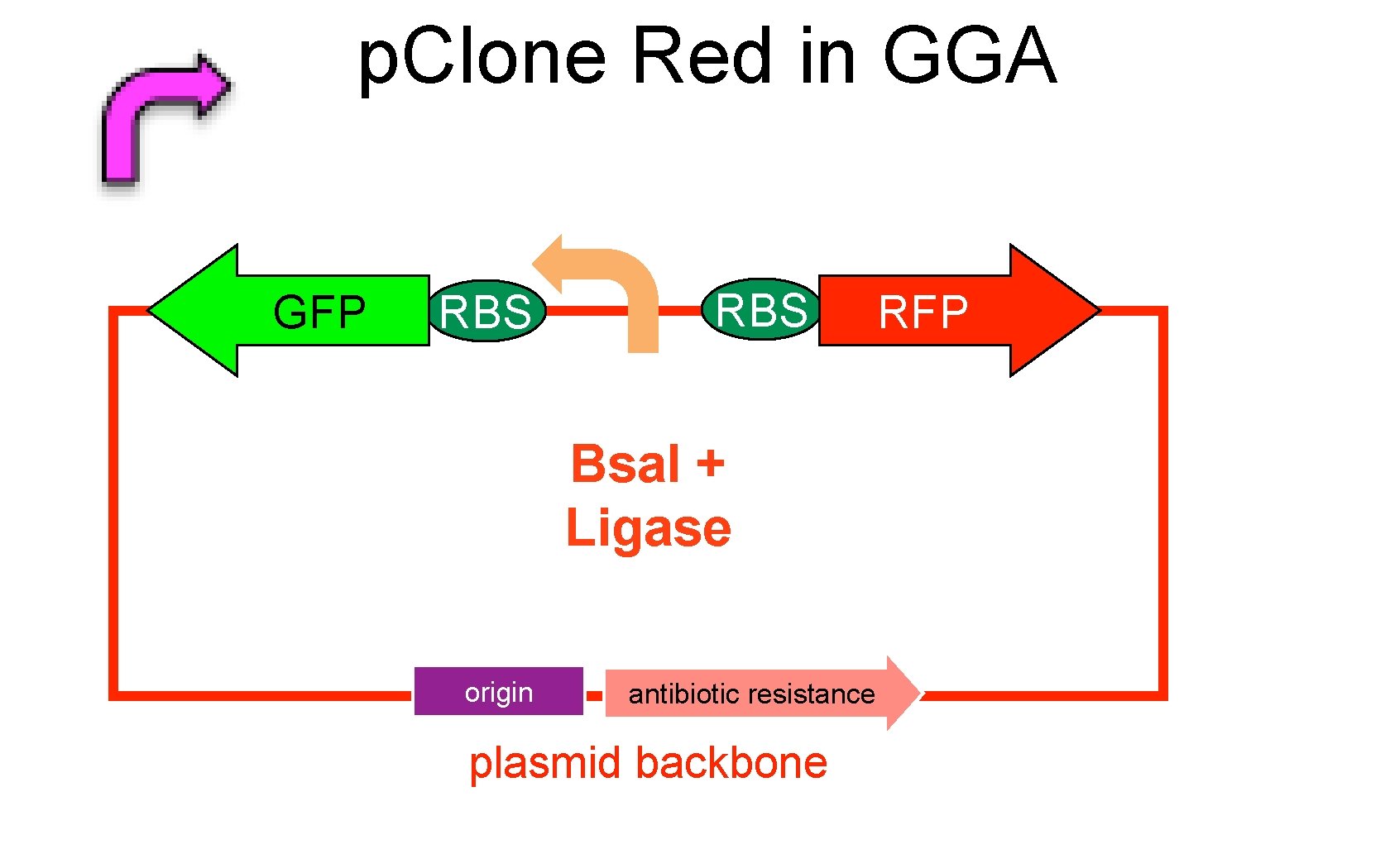 p. Clone Red in GGA GFP RBS Bsa. I + Ligase origin antibiotic resistance