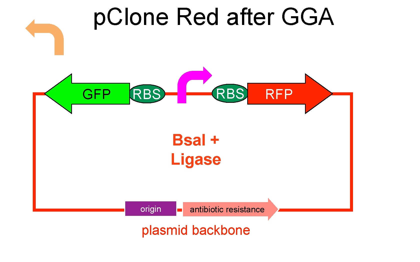 p. Clone Red after GGA GFP RBS Bsa. I + Ligase origin antibiotic resistance