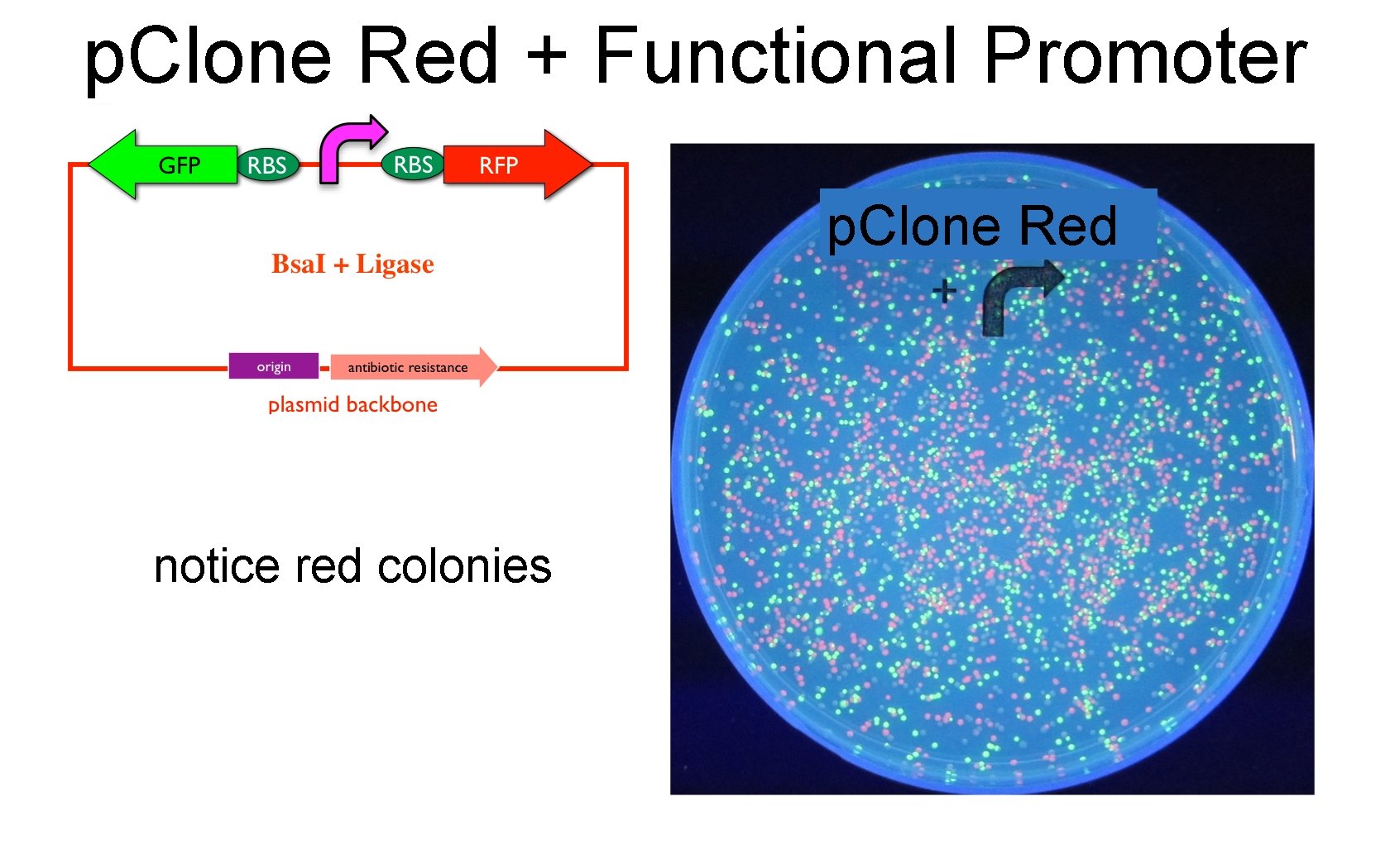 p. Clone Red + Functional Promoter p. Clone Red notice red colonies 