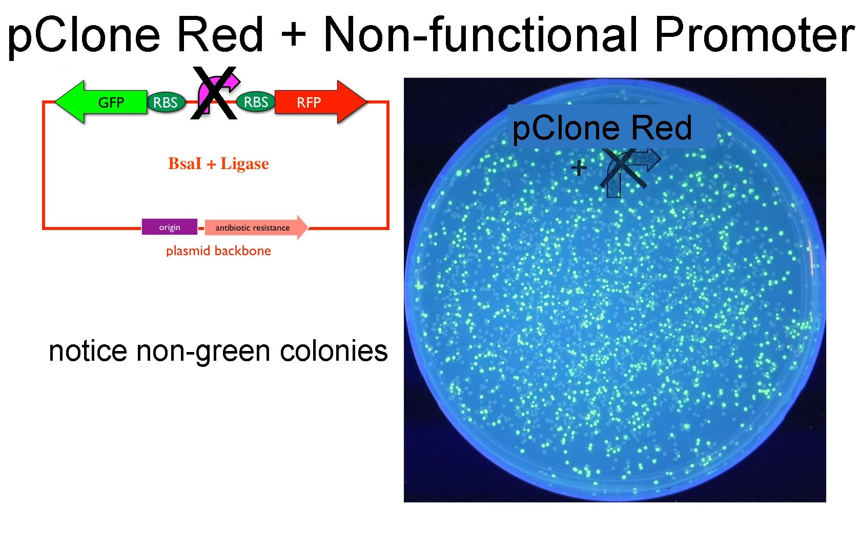 p. Clone Red + Non-functional Promoter X notice non-green colonies p. Clone Red 