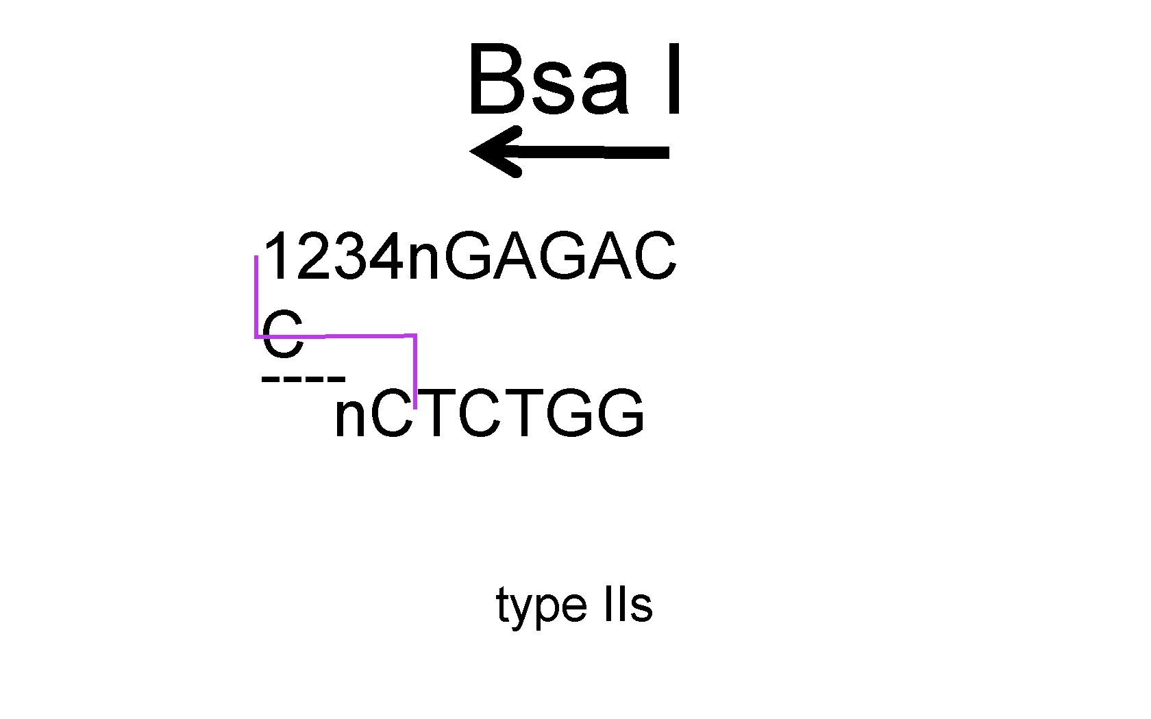 Bsa I 1234 n. GAGAC C ---n. CTCTGG type IIs 