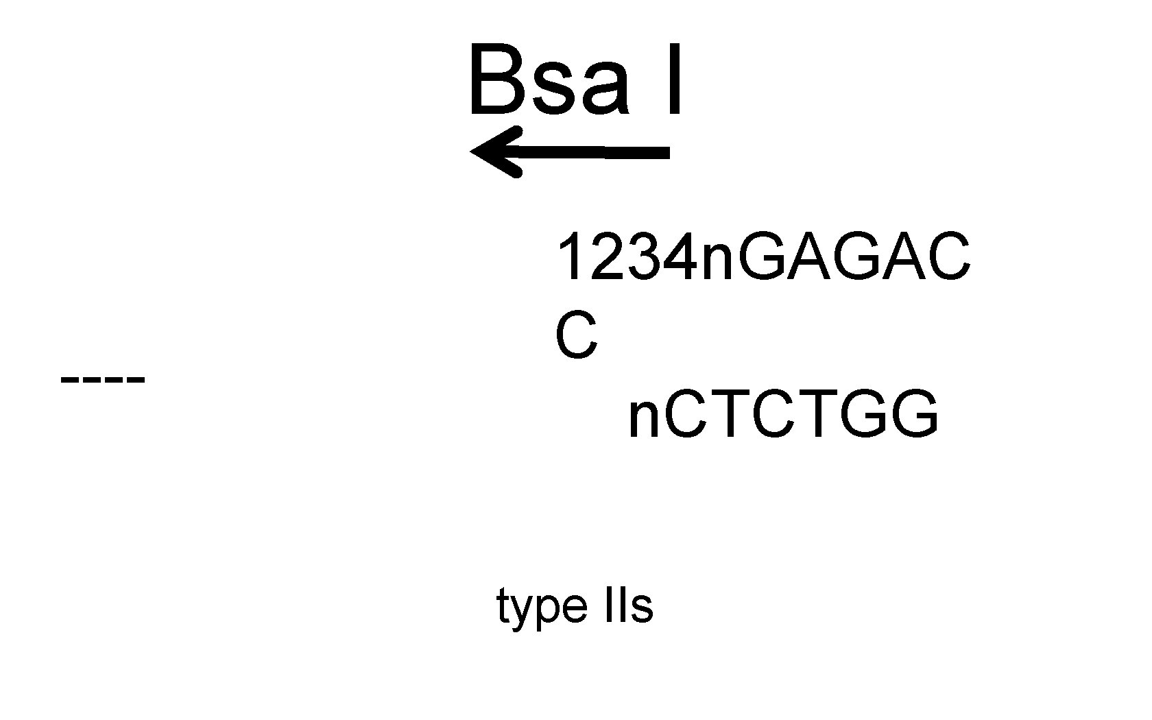 Bsa I ---- 1234 n. GAGAC C n. CTCTGG type IIs 