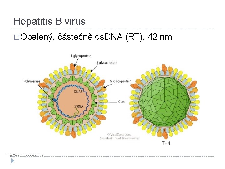 Hepatitis B virus �Obalený, http: //viralzone. expasy. org částečně ds. DNA (RT), 42 nm