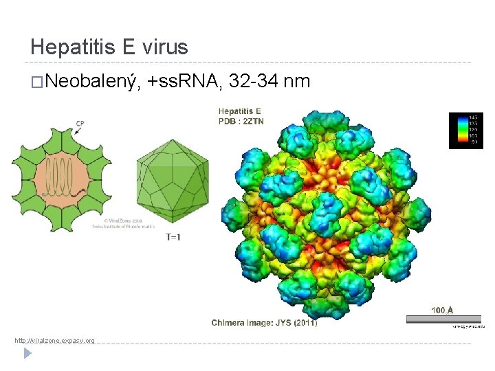 Hepatitis E virus �Neobalený, http: //viralzone. expasy. org +ss. RNA, 32 -34 nm 