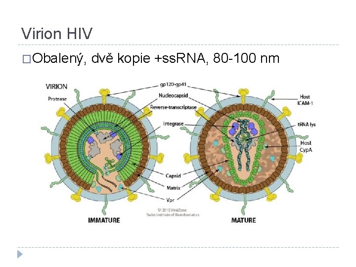 Virion HIV �Obalený, dvě kopie +ss. RNA, 80 -100 nm 