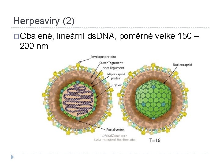 Herpesviry (2) �Obalené, 200 nm lineární ds. DNA, poměrně velké 150 – 