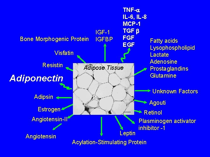 TNF- IL-6, IL-8 MCP-1 TGF IGF-1 FGF Bone Morphogenic Protein IGFBP Fatty acids EGF TNF- IL-6, IL-8 MCP-1 TGF IGF-1 FGF Bone Morphogenic Protein IGFBP Fatty acids EGF