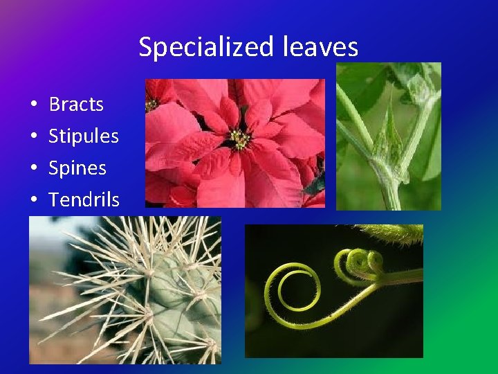 Specialized leaves • • Bracts Stipules Spines Tendrils 