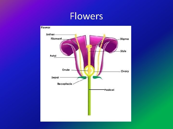 Flowers 