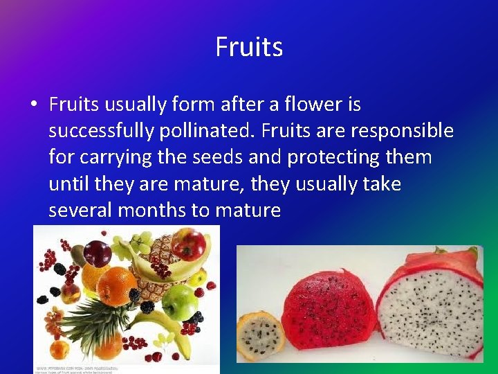 Fruits • Fruits usually form after a flower is successfully pollinated. Fruits are responsible