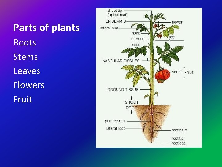 Parts of plants Roots Stems Leaves Flowers Fruit 