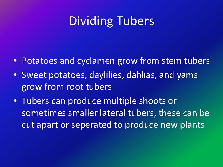Dividing Tubers • Potatoes and cyclamen grow from stem tubers • Sweet potatoes, daylilies,