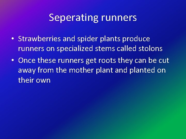 Seperating runners • Strawberries and spider plants produce runners on specialized stems called stolons
