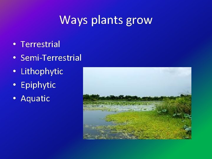 Ways plants grow • • • Terrestrial Semi-Terrestrial Lithophytic Epiphytic Aquatic 