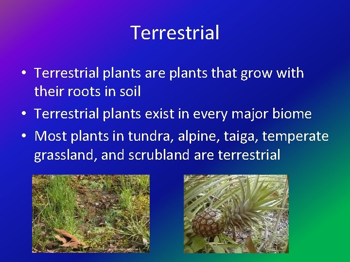 Terrestrial • Terrestrial plants are plants that grow with their roots in soil •