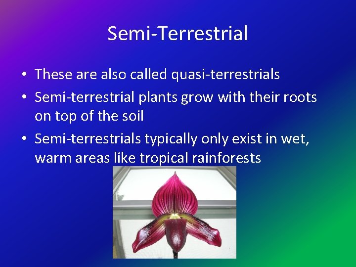 Semi-Terrestrial • These are also called quasi-terrestrials • Semi-terrestrial plants grow with their roots