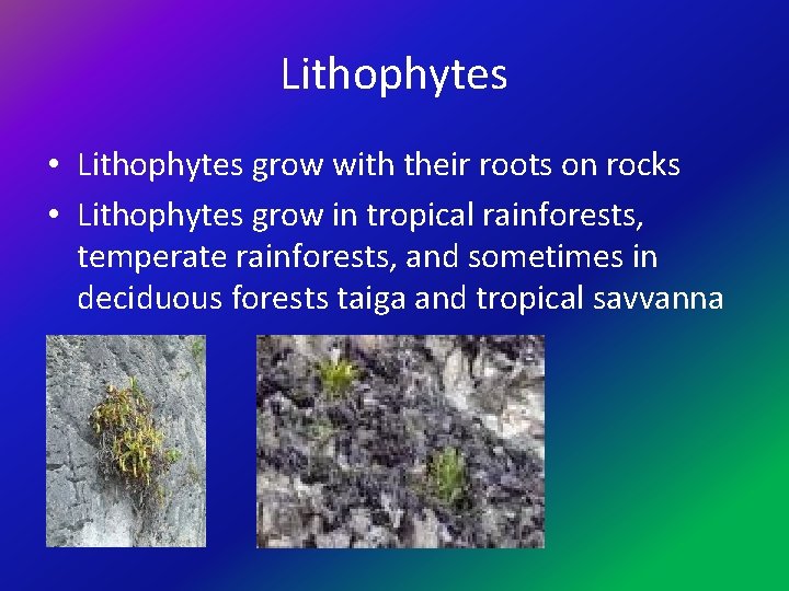 Lithophytes • Lithophytes grow with their roots on rocks • Lithophytes grow in tropical