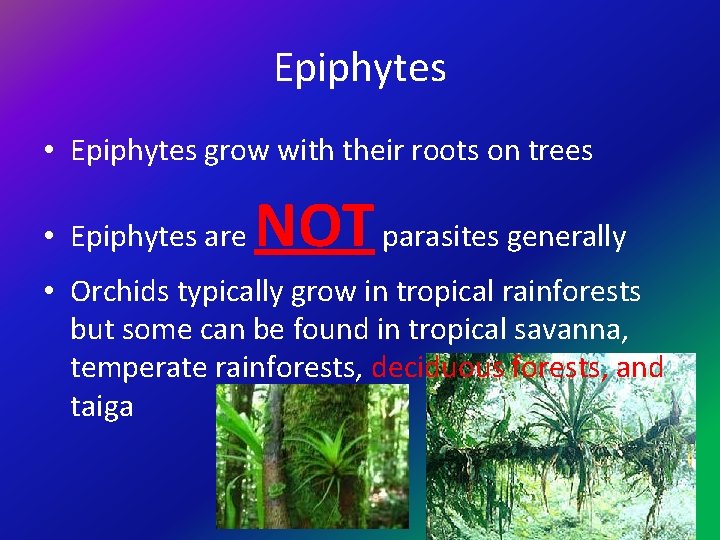 Epiphytes • Epiphytes grow with their roots on trees • Epiphytes are NOT parasites