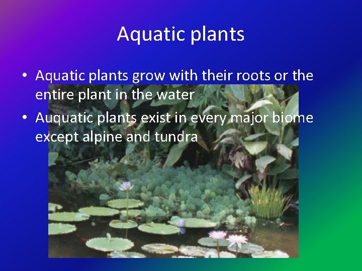 Aquatic plants • Aquatic plants grow with their roots or the entire plant in