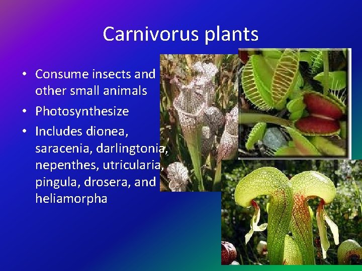 Carnivorus plants • Consume insects and other small animals • Photosynthesize • Includes dionea,