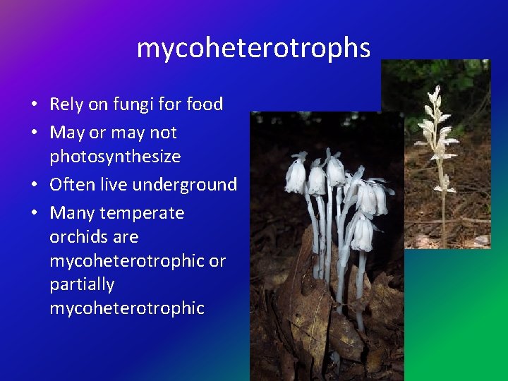 mycoheterotrophs • Rely on fungi for food • May or may not photosynthesize •