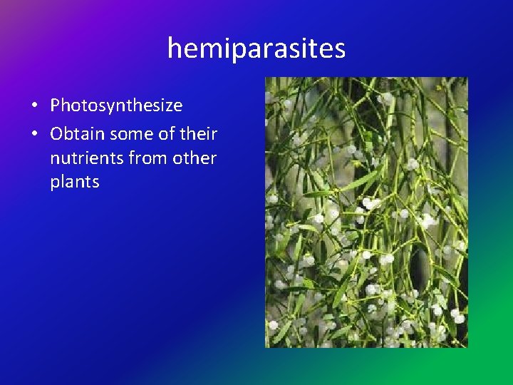 hemiparasites • Photosynthesize • Obtain some of their nutrients from other plants 