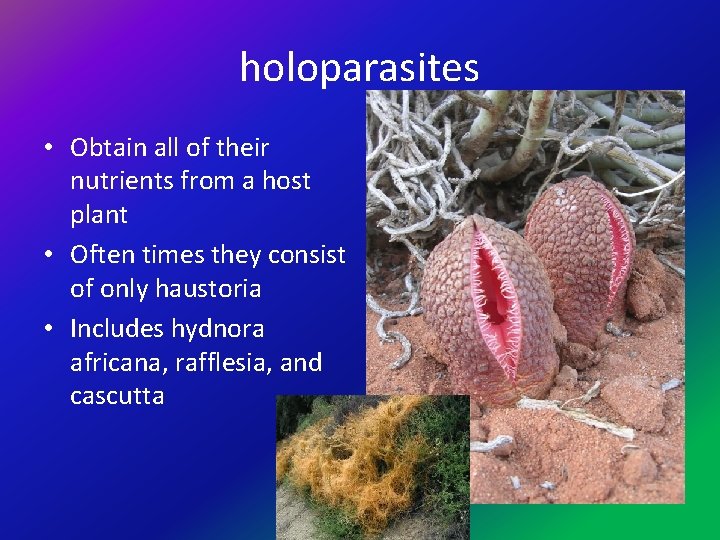 holoparasites • Obtain all of their nutrients from a host plant • Often times
